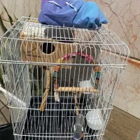 قفس بزرگ با لوازم