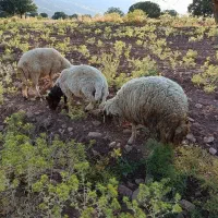 میش نر