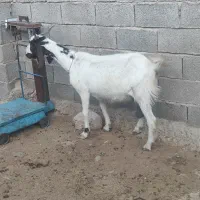 بز سه قلوزا گیسه چاق گوسفند