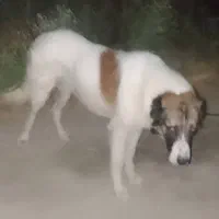 سگ سرابی نر