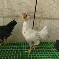 جوجه مرغ و خروس آمروکانا