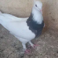 جوجه پرشی وطوقی