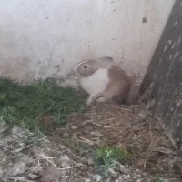 خرگوش نر