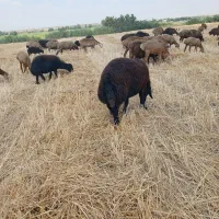 فروش|حیوانات مزرعه|فراغی, |دیوار
