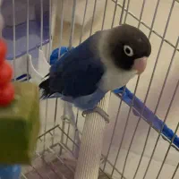 طوطی