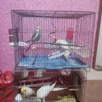 عروس هلندی سخنگو به شرط