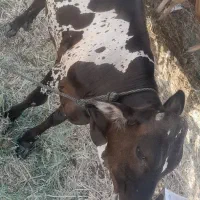 گاو شیر ده باگوساله نر