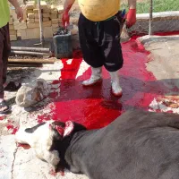 قصاب هستم بصورت شبانه روز