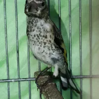 جوجه سره سیاه