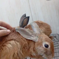خرگوش