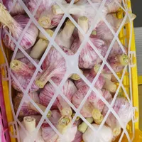 جهت سرت کردن و بسته بندی سیر در سبد5کیلویی