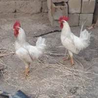 دو عدد خروس سفید دوقلو