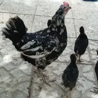 مرغ