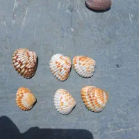 فروش انواع صدف و گوش ماهی