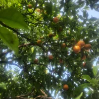 علف زنی و تمیز کاری باغ