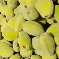 بادام تر