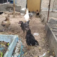 جوجه مرغ و خروس رسمی