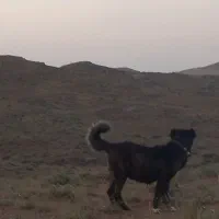 سگ ماده گله ای