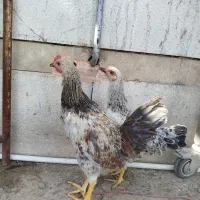 جوجه مرغ ۵ ماه به بالا