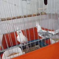 یک جفت عروس هلندی