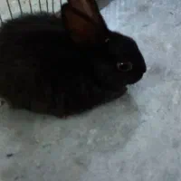 باسلام بچه خرگوش به فروش میرسد