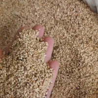 کنجدپاکستانی،کنجدروغن گیری