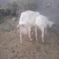بزسانن اصل پنج کیلوشیر وچبش کل