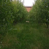 باغ-زیبای-بیدمشک-و-صنوبر-و-گردو