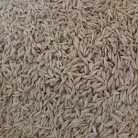 خریدار گندم و جو عمده و خورده