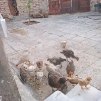 وارک و خروس محلی