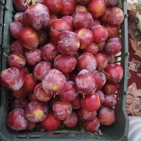 آلو درشت شابلونی