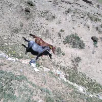 اسب|اسب و تجهیزات اسب‌سواری|کرانی, |دیوار