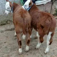 فروش انواع گوساله های پرواری