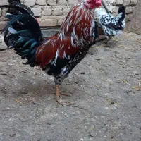 خروس ۹ماهه گلین