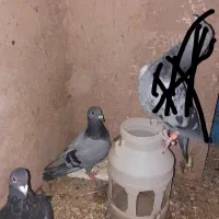 کفتر آلمانی