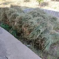 ۱۵ بسته یونجه چین دوم اعلا