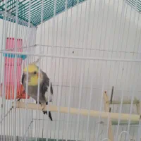 طوطی