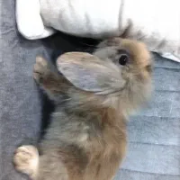 خرگوش هلندی