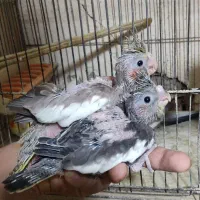 جوجه عروس هلندی