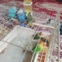 جوجه طوطی برزیلی رنگ خاص تازه دونخور