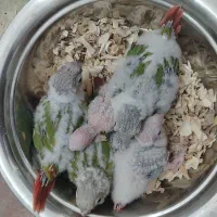 جوجه گرینچیک