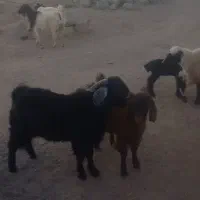چوش چاق