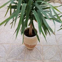 یوکا|گل و گیاه طبیعی|برخوار, |دیوار