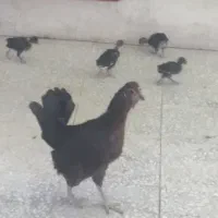 مرغ و خروس محلی