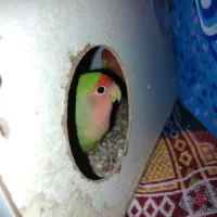 مرغ عشق و کوتوله