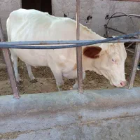 تلیسه شکم اول