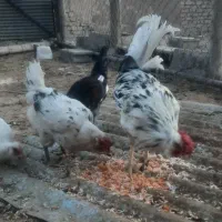 مرغ وخروس گلین