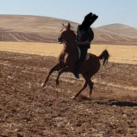 نریان کرد سواری دار