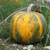 کدو خاش