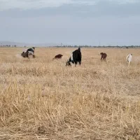 بزوبیگ بخش رغیوه